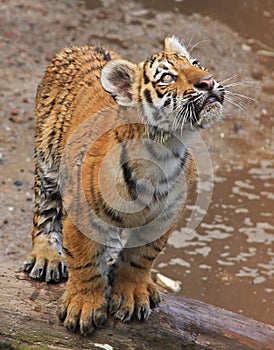 Curious tigerbaby