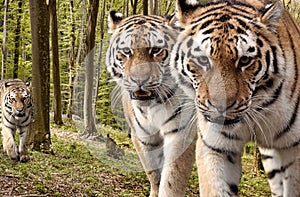 Curious tigers in the forest