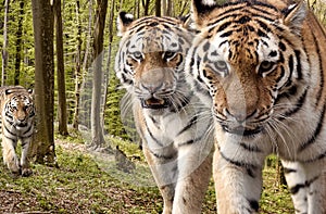 Curious tigers in the forest photo