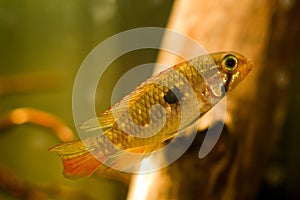 Curious and timid female Apistogramma mendezi, rare unique freshwater dwarf cichlid fish photo