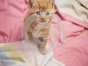 Curious tiny ginger baby kitten portrait medium shot