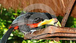 Curious Toucan from the Birds Park feeding, Foz do Iguazu.