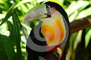 Curious Toucan from the Birds Park, Foz do Iguazu