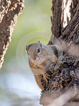 Curious tree squirrel hanging on to bark