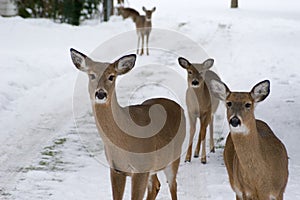 Curious Trio