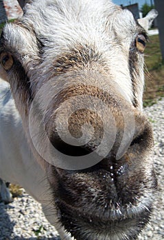 Curious, trusting goat with a wet nose