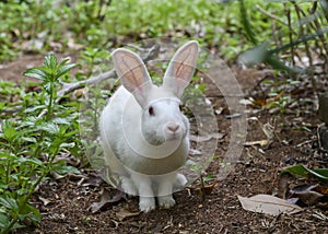 Curious and trusting white rabbit