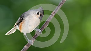 Curious Tufted Titmouse, Perched on a Slender Tree Branch