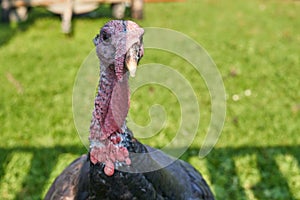 Curious Turkey on a Farm. Turkey Bird Thanksgiving