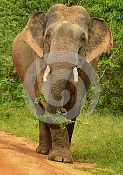 Curious Tusker