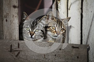 Curious Two kittens