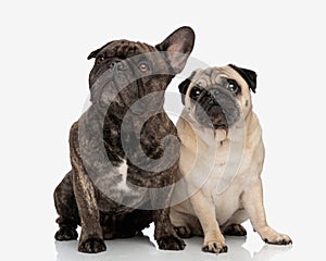 curious two puppies looking up and sitting in front of white background