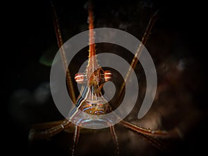 Curious underwater life in the Caribbean