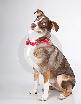 Curious upward glance from this brown and white mutt in the studio on gray background