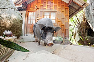 Curious vietnamese pig