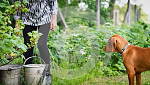 Curious vizsla puppy with senior woman in the garden. Dog keeping his owner company while she works in the garden.