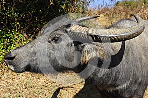 Curious Water Buffalo