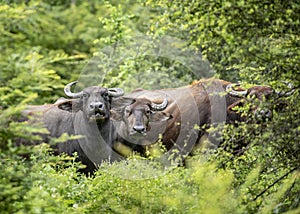 Curious Water Buffalo in Udawalawe National Park on the island of Sri Lanka