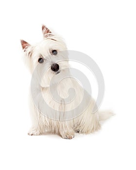 Curious West Highland Terrier Dog Sitting
