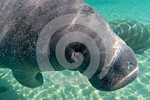 Curious West Indian Manatee Approaches Camera