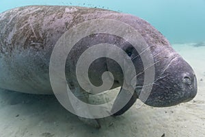 Curious West Indian Manatee Approaches the Camera