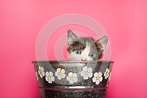 Curious Whiskers: Sweet Kitten Peeking