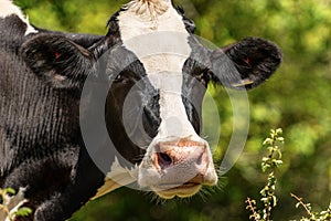 Curious white and black dairy cow looking at camera