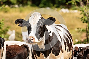 Curious white and black dairy cow looking at camera