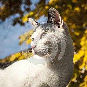 Curious White Cat in Autumn