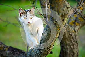 Curious white cat hunts on a tree. Portrait of a domestic cat in nature