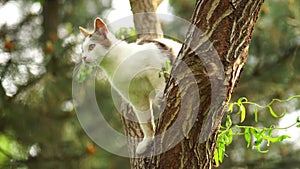 Curious white cat hunts on a tree. Portrait of a domestic cat in nature.