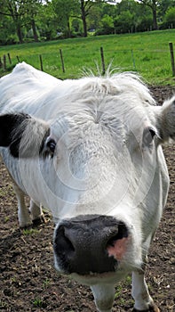 Curious white cow