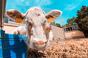 Curious white cow looking at camera