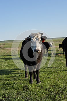 Curious white faced cow watching the camera