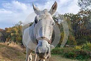 Curious white horse looks in camera. Roan mare grazing in pasture of autumn grass.