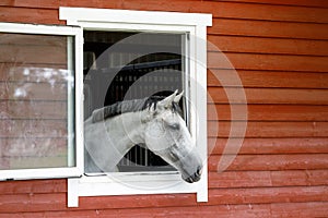 Curious white horse looks out the stable window. The exterior of the horse stable is made of red wood planks, there is free space