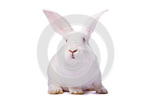 Curious white rabbit isolated