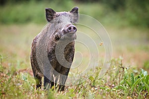 Curious wild boar, sus scrofa, sniffing for danger on hayfield in daylight.