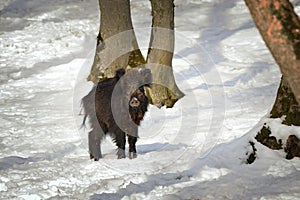 Curious wild boar in winter scene