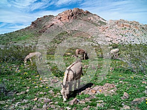 Wild Burros in the Black Mountains along Route 66 photo