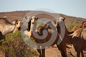 Curious wild camels photo