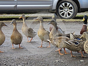 Curious wild ducks on the road next to the car