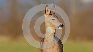 Curious wild female roe deer looking at the camera