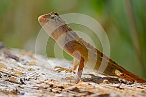 Curious wild lizard