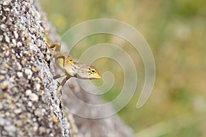 Curious wild lizard