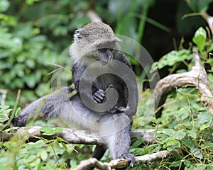 Curious wild monkey in jungle