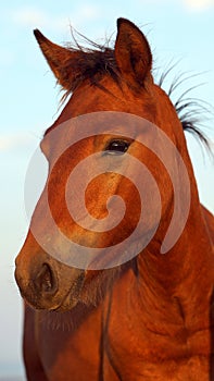 Curious wild young horse on Sacalin lagoon