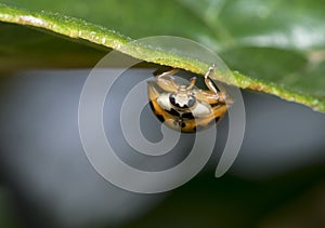 Curious yellow brown dotted ladybug hanging on a leaf