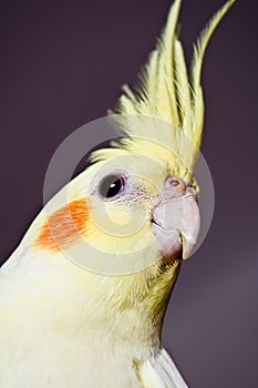 Curious yellow cockatiel head