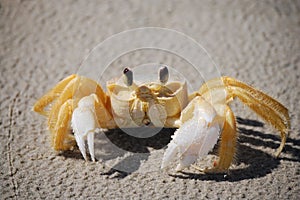 Curious Yellow Crab